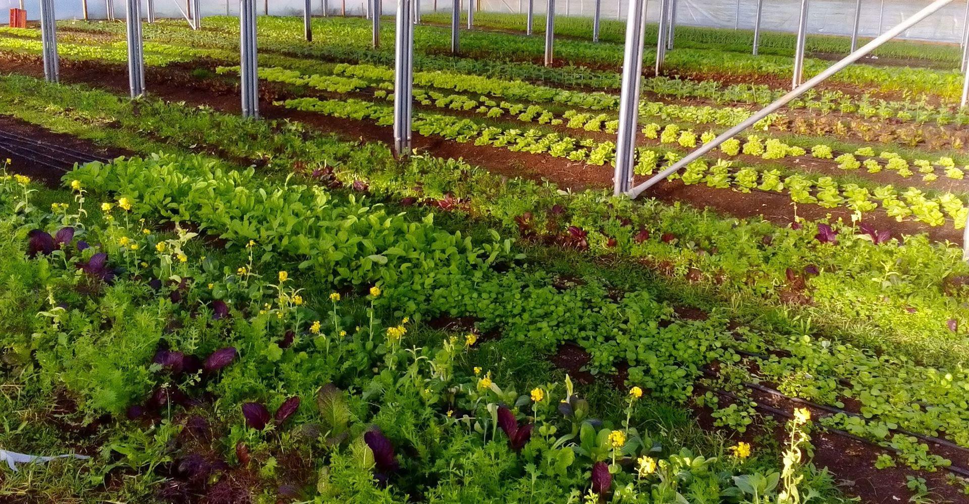 North Aston Organics