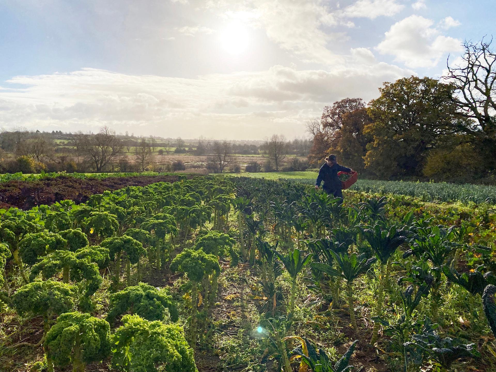 North Aston Organics